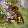 Nomada signata